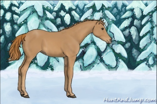 Horse Color:Unknown 