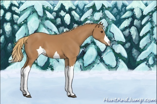 Horse Color:Unknown 
