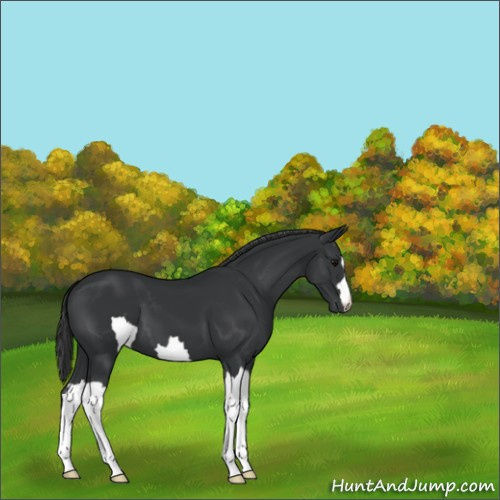 Horse Color:Unknown 
