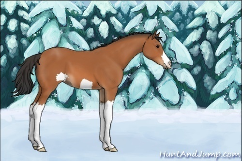 Horse Color:Unknown 