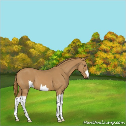 Horse Color:Unknown 