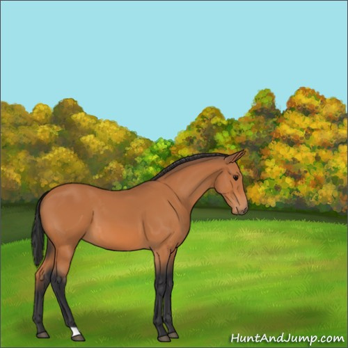 Horse Color:Unknown 