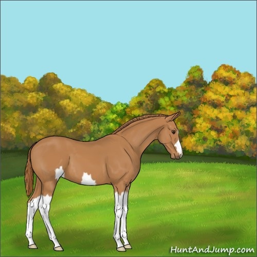 Horse Color:Unknown 