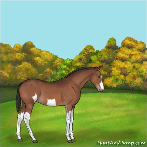 Horse Color:Unknown 