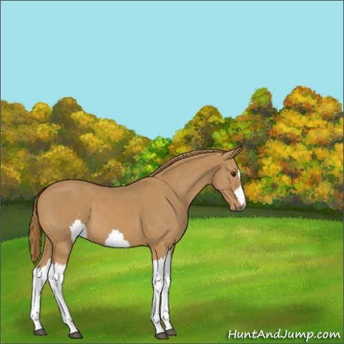 Horse Color:Unknown 