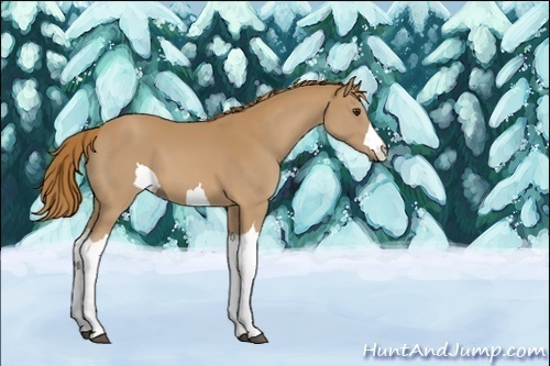 Horse Color:Unknown 