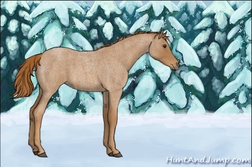 Horse Color:Unknown 
