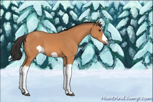 Horse Color:Unknown 