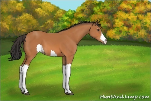 Horse Color:Unknown 