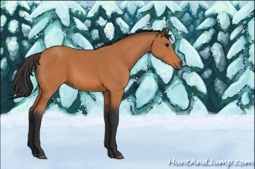 Horse Color:Unknown 