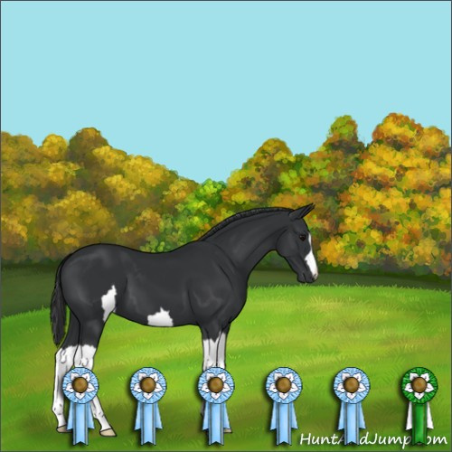Horse Color:Unknown 