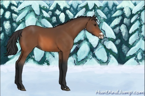 Horse Color:Unknown 