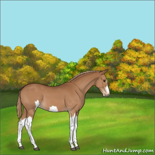 Horse Color:Unknown 
