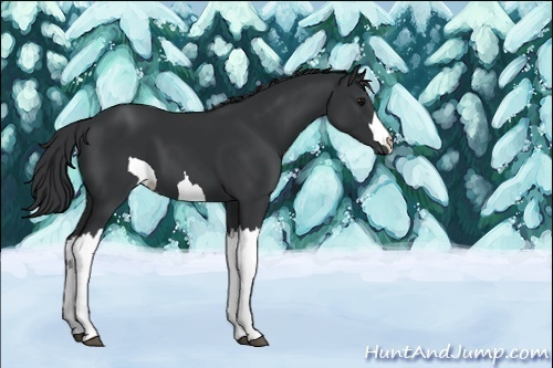 Horse Color:Unknown 