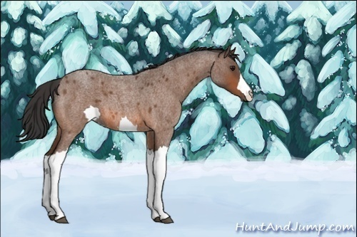 Horse Color:Unknown 