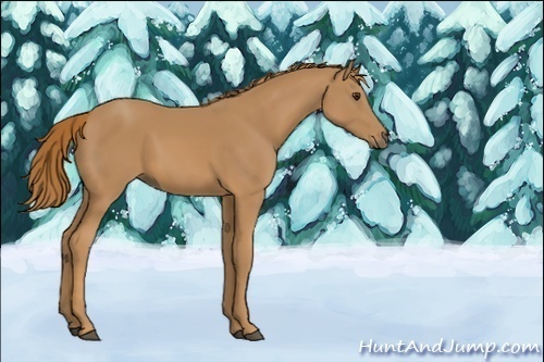 Horse Color:Unknown 