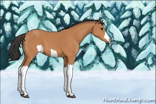 Horse Color:Unknown 