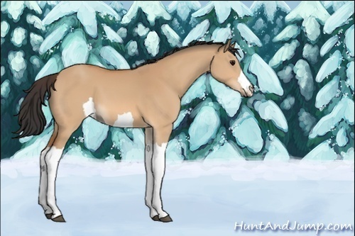 Horse Color:Unknown 