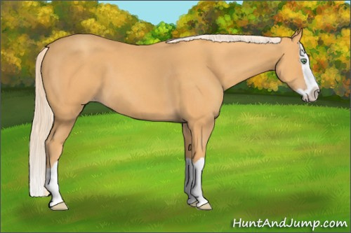 Horse Color: Gold Cream Champagne Splash 
