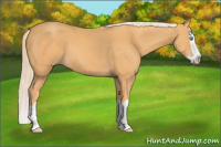 Horse Color:Gold Cream Champagne Splash 