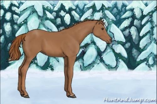 Horse Color:Unknown 