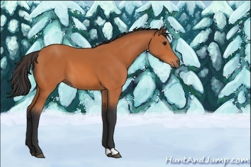 Horse Color:Unknown 