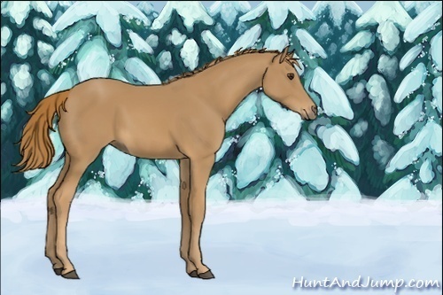 Horse Color:Unknown 