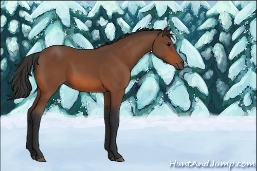 Horse Color:Unknown 