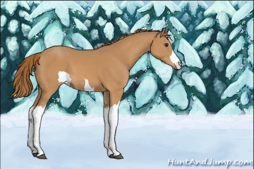 Horse Color:Unknown 