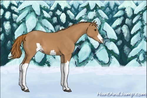 Horse Color:Unknown 