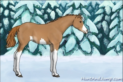 Horse Color:Unknown 
