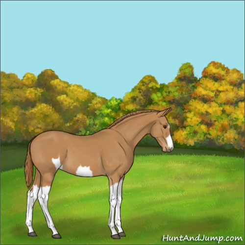 Horse Color:Unknown 