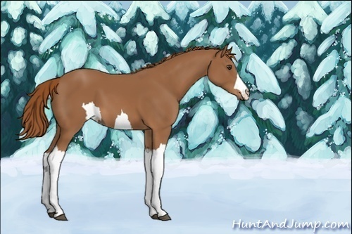 Horse Color:Unknown 