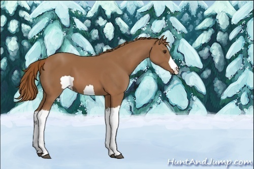 Horse Color:Unknown 