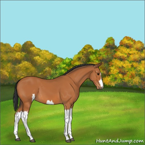 Horse Color:Unknown 