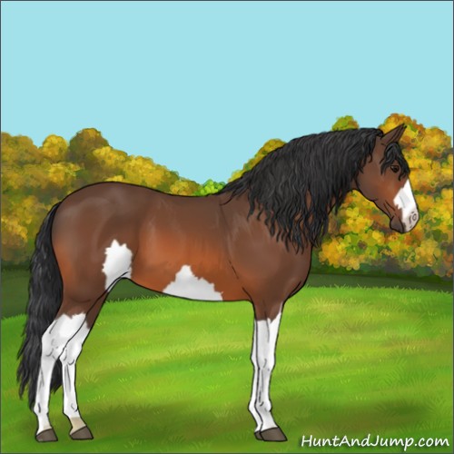 Horse Color:Unknown 