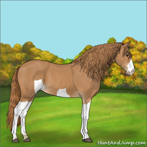 Horse Color:Unknown 