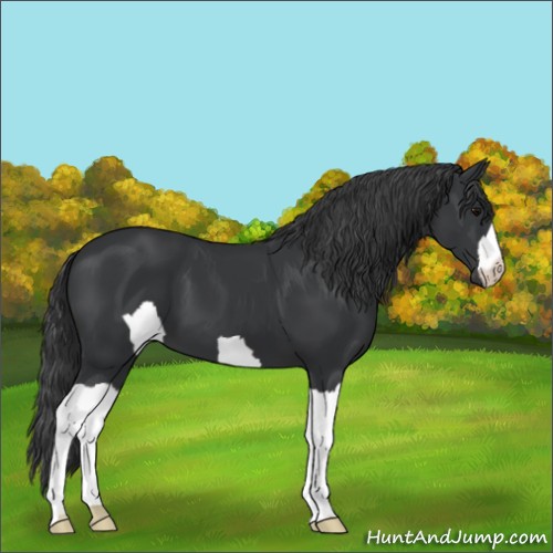 Horse Color:Unknown 