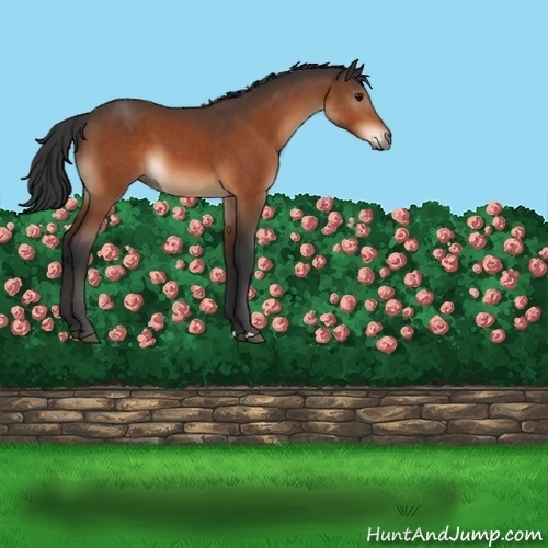 Horse Color:Bay 