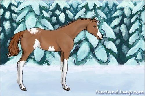 Horse Color:Chestnut Appaloosa 