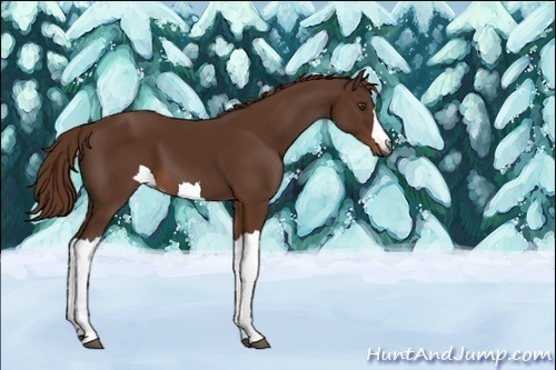 Horse Color:Gray Chestnut Appaloosa 