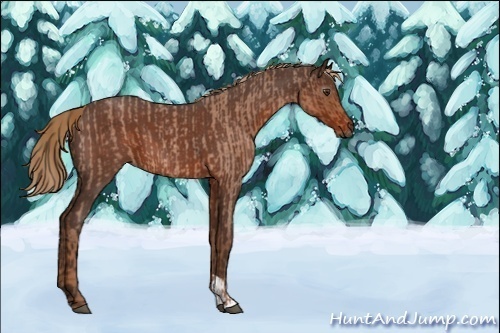 Horse Color:Red Roan  and Gray Red Roan 