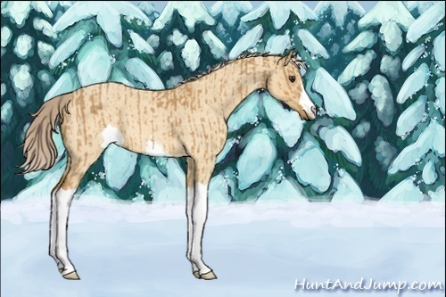 Horse Color:Palomino Roan  and Palomino Roan Dun 