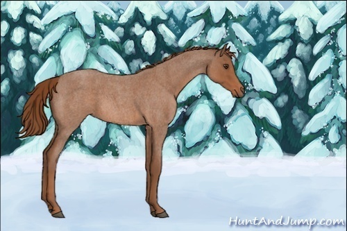 Horse Color:Red Roan  and Red Roan 