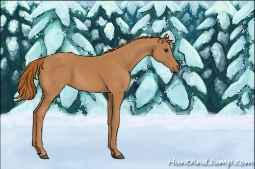Horse Color:Unknown 