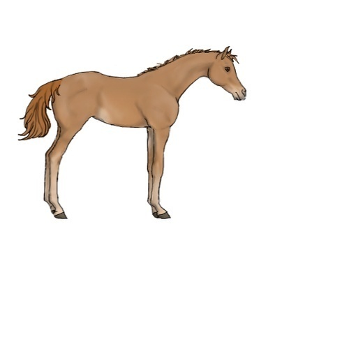 Horse Color:Unknown 