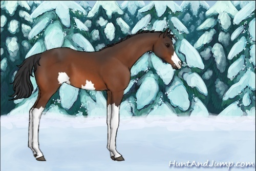 Horse Color:Unknown 