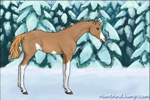 Horse Color:Unknown 