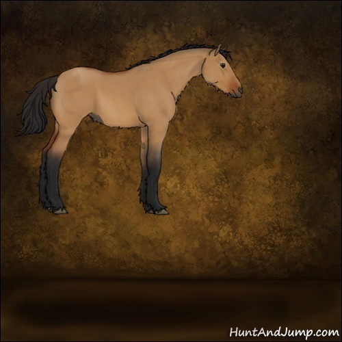 Horse Color:Gray Bay Roan Dun 