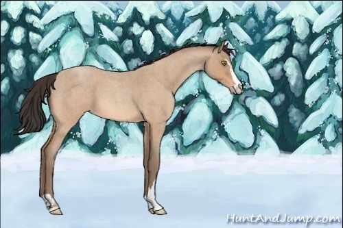 Horse Color:Unknown 